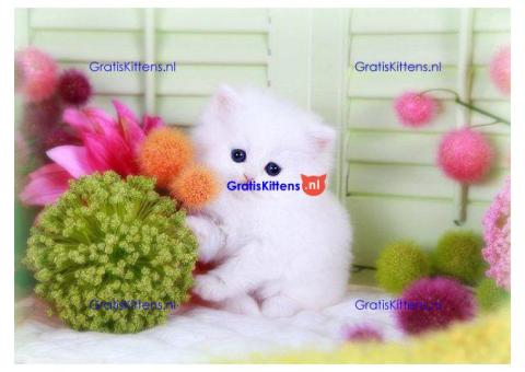 Schattige mannelijke en vrouwelijke Perzische kittens te koop