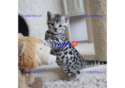 Lieve Bengaalse kittens te koop