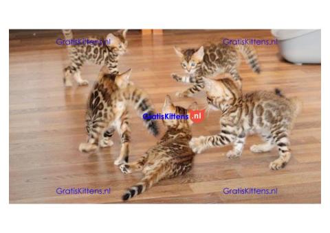Prachtige Bengaalse kittens