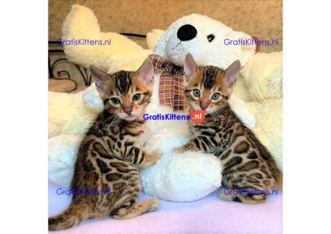 4 prachtige Bengaalse kittens te koop
