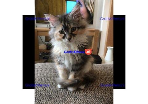 Prachtige Maine Coon kittens te koop