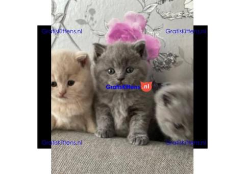 Schattige Britse Korthaar kittens te koop