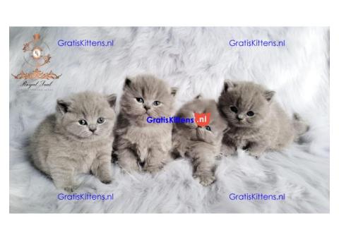 Goed getrainde schattige Britse Korthaar kittens.
