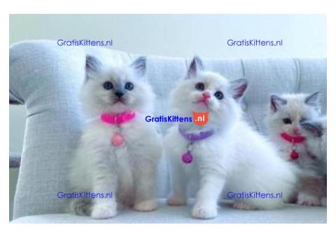 Ragdollkittens die thuis zijn opgevoed