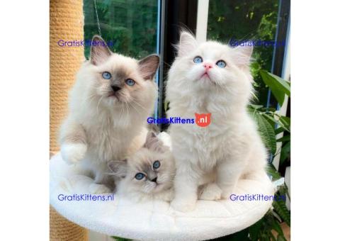 Ragdoll-kittens leven in een druk huis met kinderen en honden.