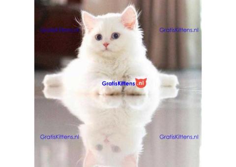 Schattige mannelijke en vrouwelijke Perzische kittens te koop
