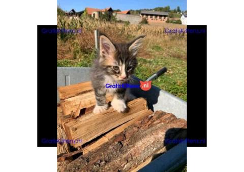 Zuivere Maine Coon kittens beschikbaar