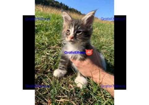 Lieve Maine Coon Kittens te koop