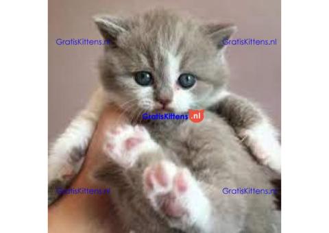 Schattige Britse Korthaar kittens te koop