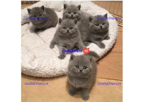 Britse Korthaar kittens