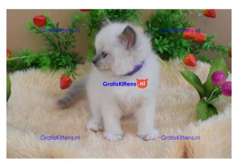 Ragdollkittens die thuis zijn opgevoed