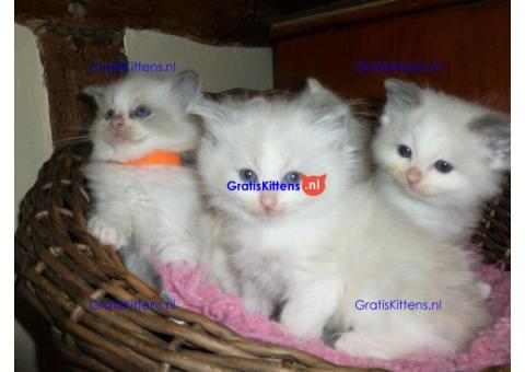Reumatische en vrouwelijke Ragdoll-kittens