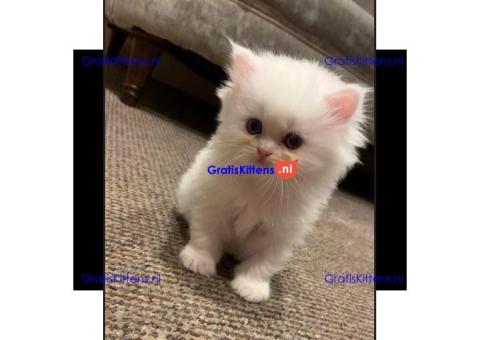 Schattige mannelijke en vrouwelijke Perzische kittens te koop