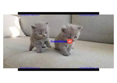 Schattige Britse Korthaar kittens ter adoptie