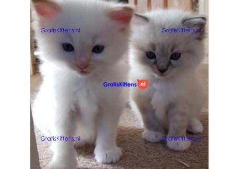 Reumatische en vrouwelijke Ragdoll-kittens