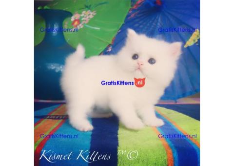 Prachtige Perzische kittens