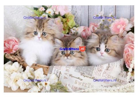 Schattige mannelijke en vrouwelijke Perzische kittens te koop