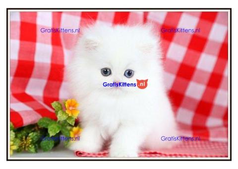 Schattige mannelijke en vrouwelijke Perzische kittens te koop