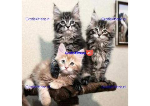 Prachtige Maine Coon kittens te koop