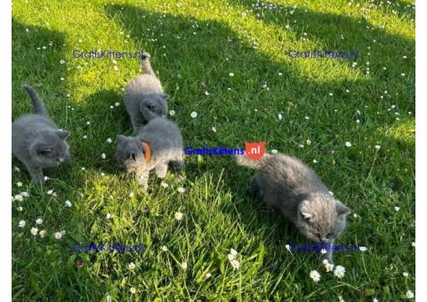 Kittens voor herplaatsing WhatsApp-nummer: +31 6 877 322 95