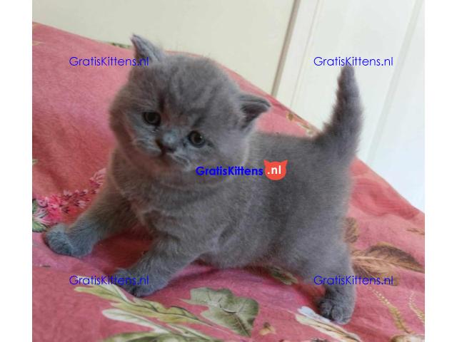 Britse Korthaar/Scottish Fold Blauw en Lilac kitten €  Whatsapp-nummer: +31 6 877 322 95