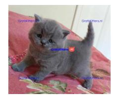 Britse Korthaar/Scottish Fold Blauw en Lilac kitten €  Whatsapp-nummer: +31 6 877 322 95