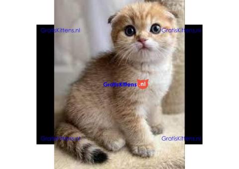 UNIEKE SCOTTISH FOLD&STRAIGHT KITTENS