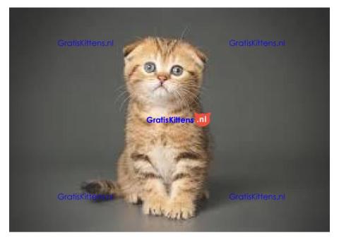 Schitterende kwaliteit Show Class Scottish Fold kittens