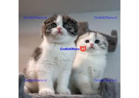 Prachtige Scottish Fold Kittens (Perzische Mix)