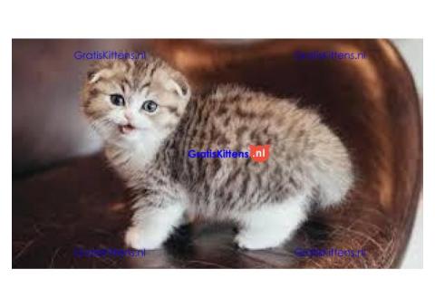 Prachtige Scottish Fold Kittens (Perzische Mix)