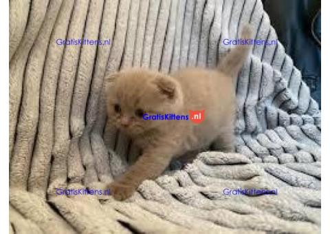 Prachtige meerkleurige Scottish Fold 6 kitten