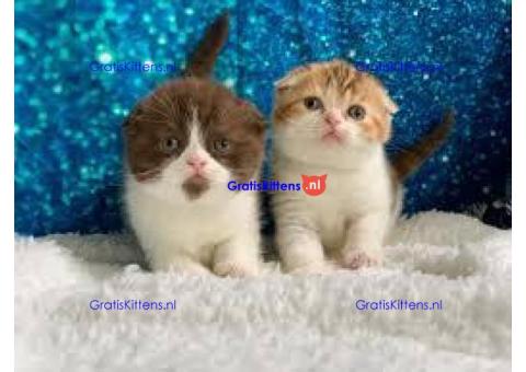 ALLES GERESERVEERD!Scottish Fold kittens voor reservering