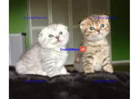 Klaar nu Scottish Fold gold chinshila