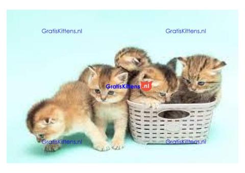 ALLES GERESERVEERD!Scottish Fold kittens voor reservering