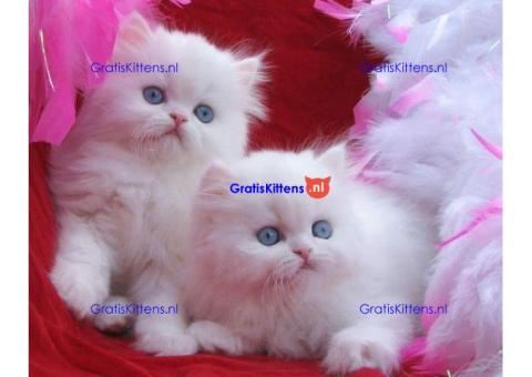 Ik heb een prachtige Perzische kitten