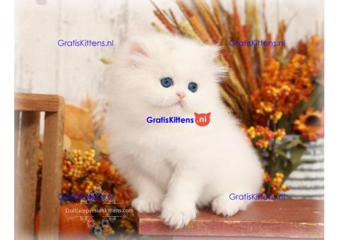 Schattige mannelijke en vrouwelijke Perzische kittens te koop