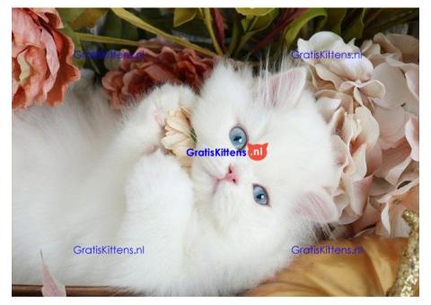 Prachtige Perzische kittens