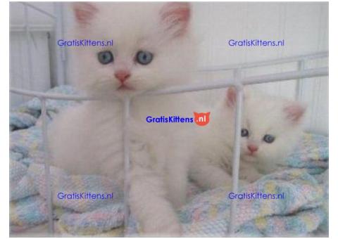 Schattige mannelijke en vrouwelijke Perzische kittens te koop