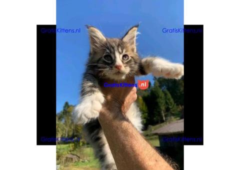 Zuivere Maine Coon kittens beschikbaar