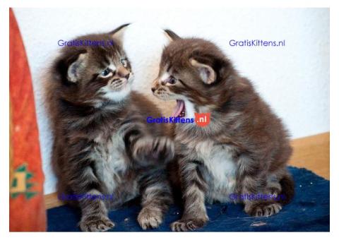 Maine Coon kittens nu beschikbaar