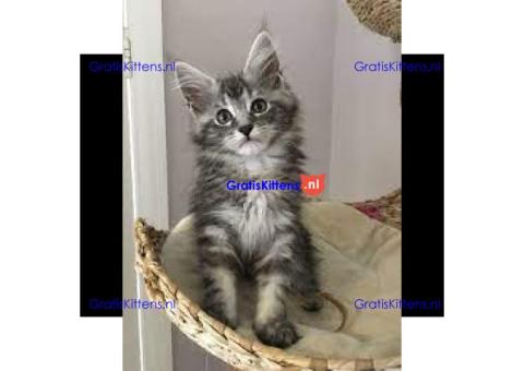 Lieve Maine Coon Kittens te koop