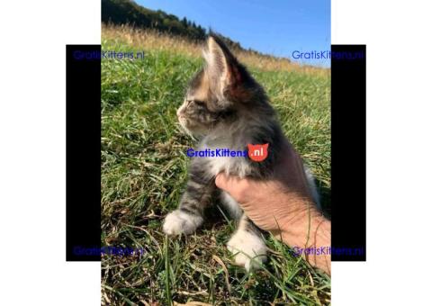 Maine Coon Kittens