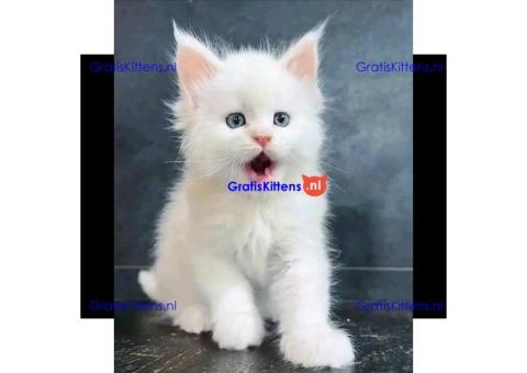 Prachtige Maine Coon kittens te koop