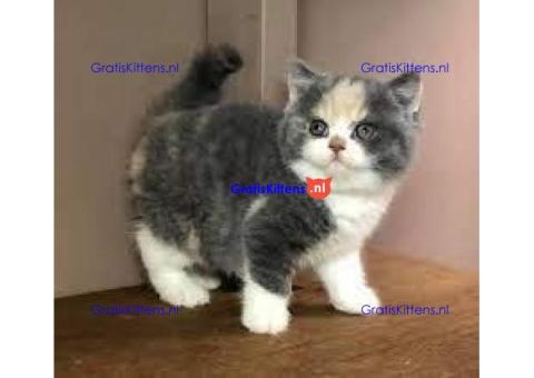 Goed getrainde schattige Britse Korthaar kittens.