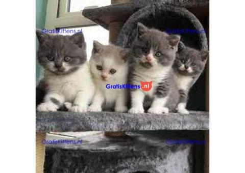 Britse Korthaar kittens