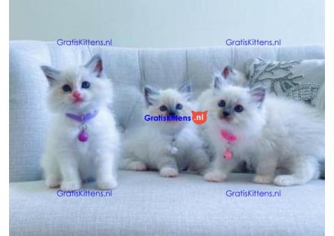 Ragdollkittens te koop