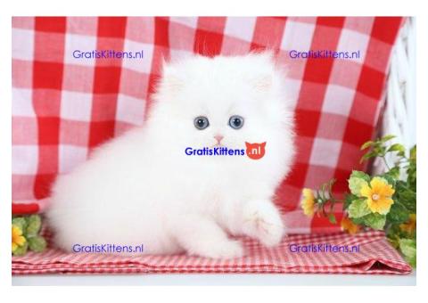 Ik heb een prachtige Perzische kitten