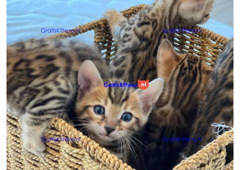 Schattige Bengaalse kittens beschikbaar