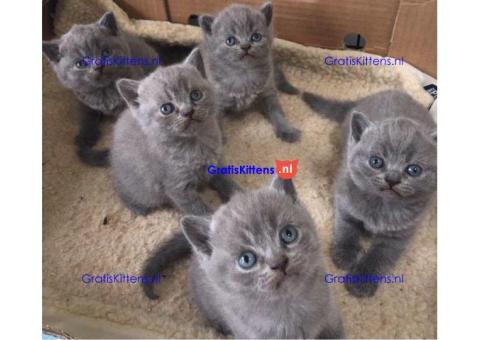Schattige Britse Korthaar kittens te koop