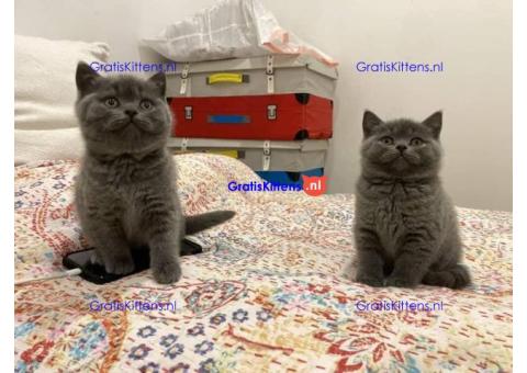 Goed getrainde schattige Britse Korthaar kittens.